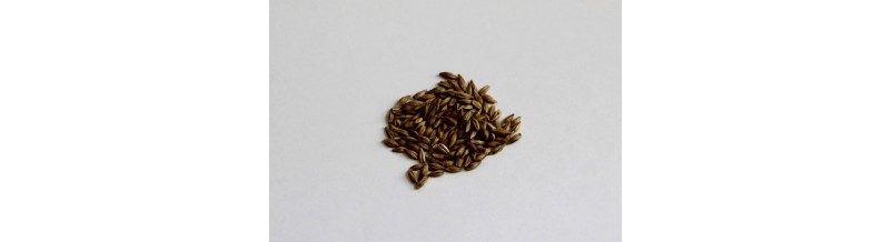Herbe à chat purgative grains