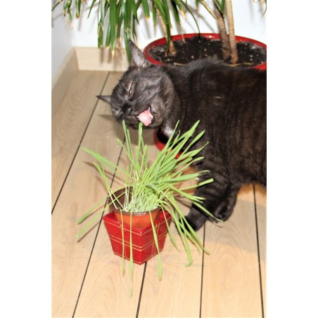 Herbe à chat purgative grains