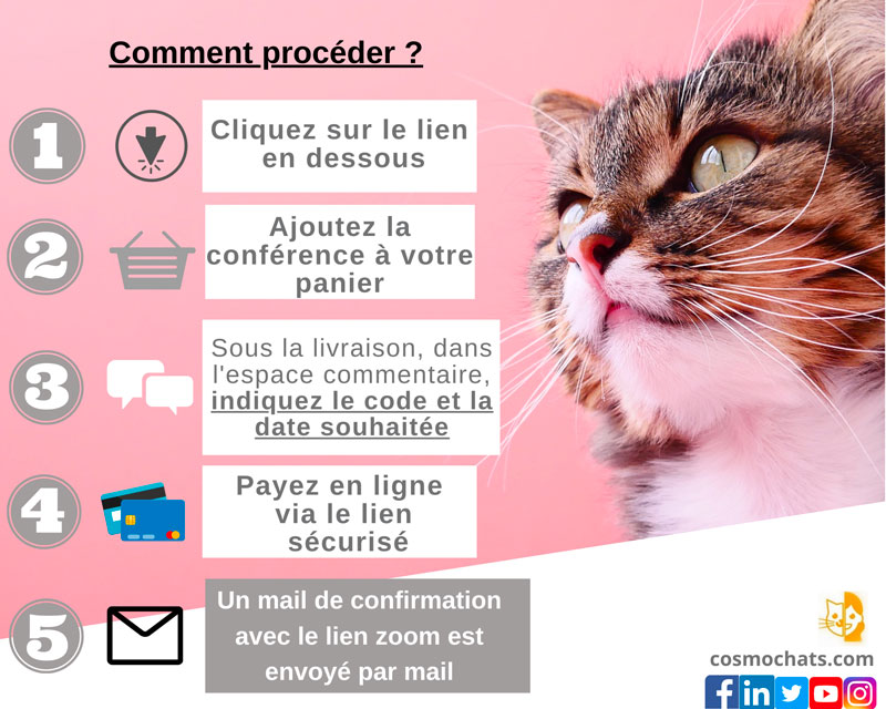 Comportementaliste Pour Chat Lyon Comportement Chat Lyon