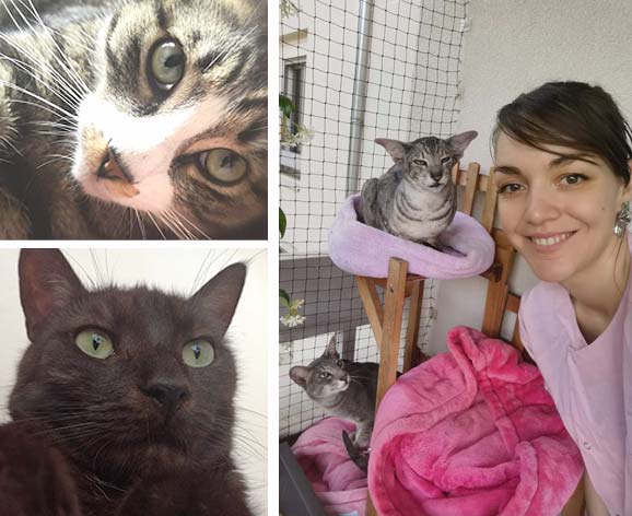 clemence-gibiat-comportement-chat-lyon clemence-gibiat-comportement-chat-lyon