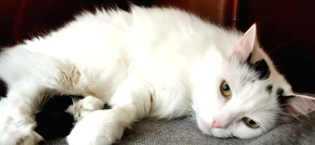 troubles-du-comportement-chat-lyon-69