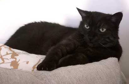 comportementaliste-chat-lyon
