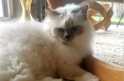 comportementaliste-chat-lyon