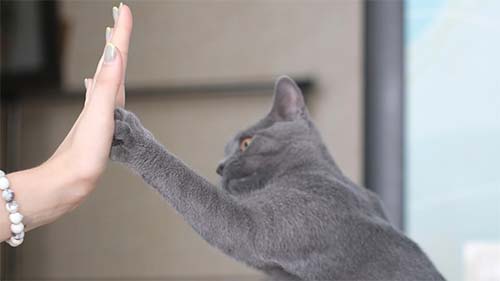 conseils-et-astuces-chats-lyon-rhone-69 conseils-et-astuces-chats-lyon-rhone-69