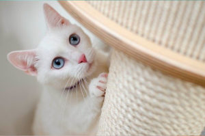 garde-chat-domicile-69-300x199
