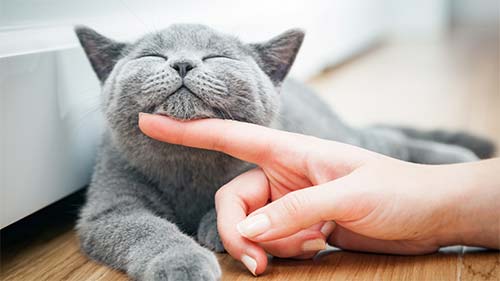 garde-chat-lyon