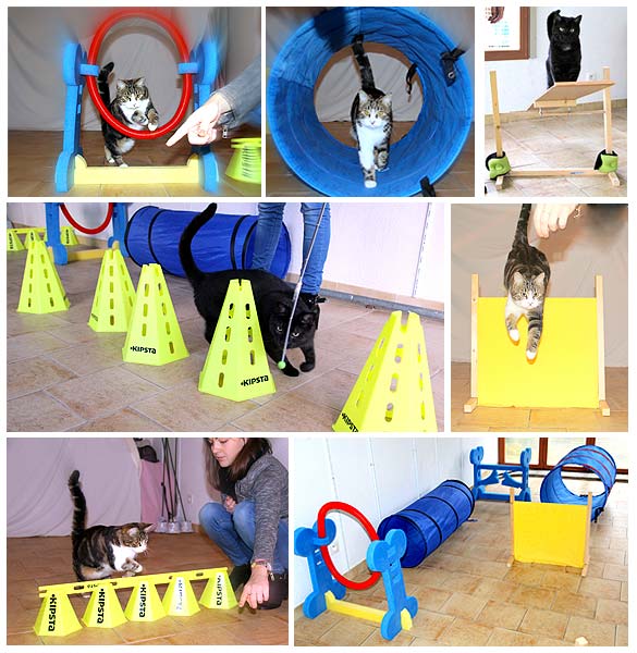 parcours-agility-chats-lyon-69-rhone parcours-agility-chats-lyon-69-rhone