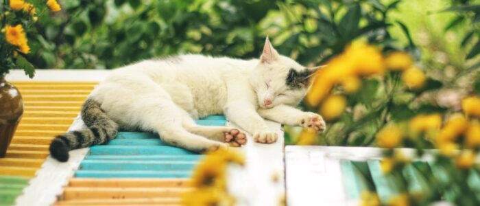 lequangutc89-cat-6569156