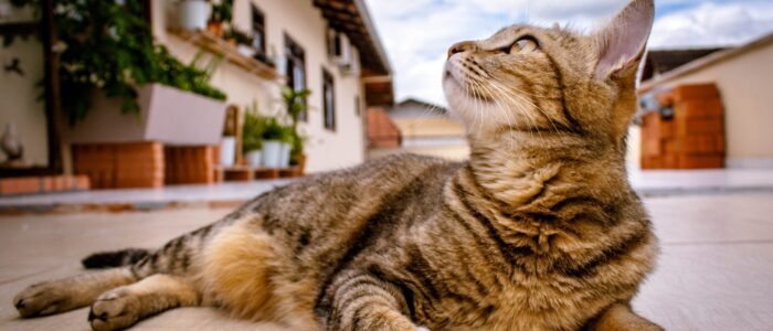 pexels-cat-1282309