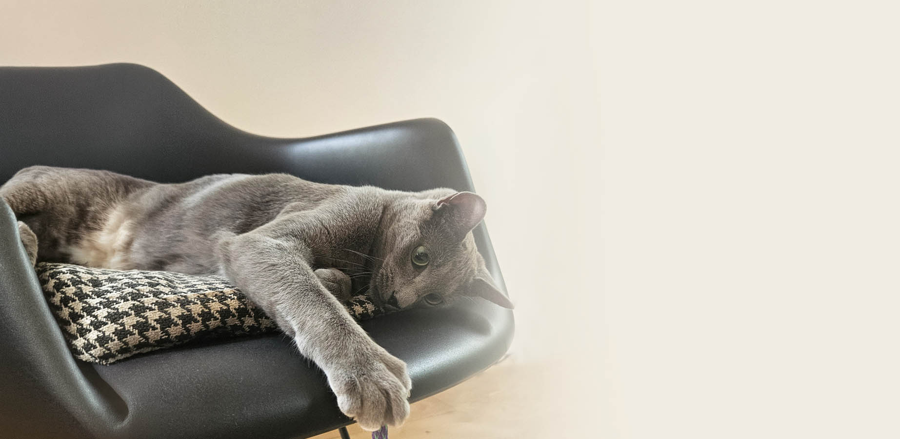 Chat qui joue
