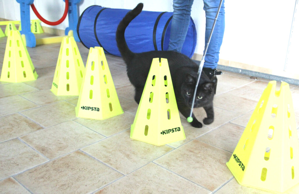 slalom 11