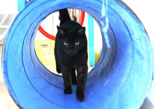 tunnel11 tunnel11